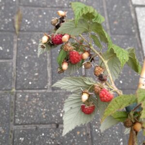 Rubus idaeus ’Autumn Bliss Blissy’: Őszi málna