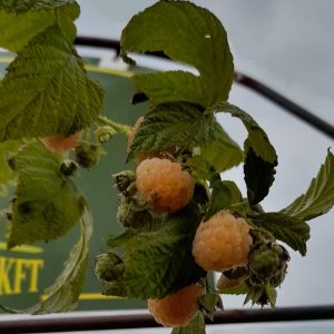 Rubus idaeus ’All Gold’ - Sárga málna