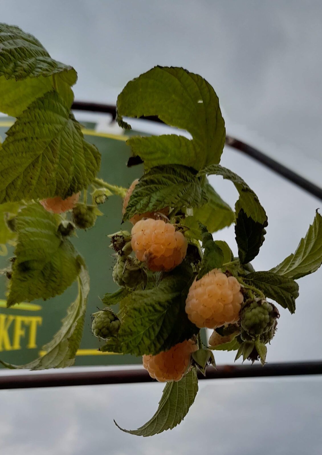 Rubus idaeus ’All Gold’ - Sárga málna