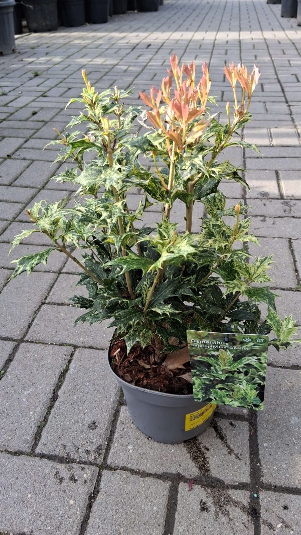 Osmanthus heterophyllus 'Goshiki'  - Tarkalevelű illatvirág