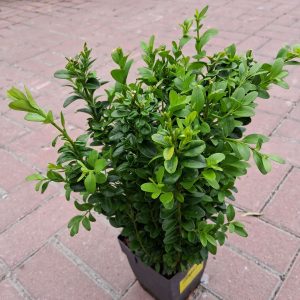 Buxus sempervirens - Puszpáng