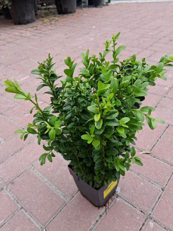 Buxus sempervirens - Puszpáng