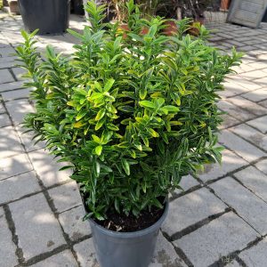 Euonymus 'Microphyllus Aureovariegatus' - Kislevelű  kecskerágó
