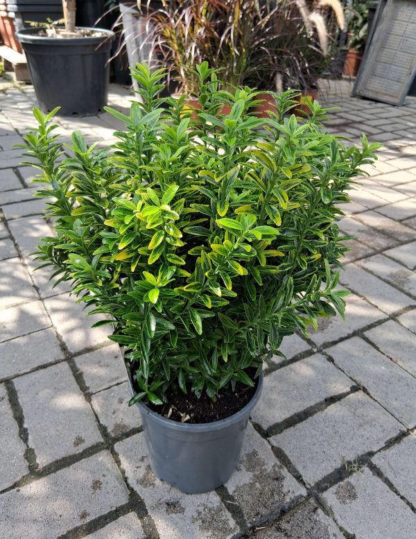Euonymus 'Microphyllus Aureovariegatus' - Kislevelű  kecskerágó