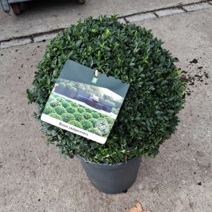 Buxus sempervirens - Puszpáng gömb