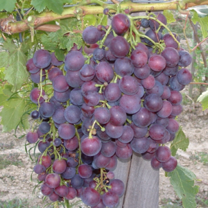 Cardinal szőlő oltvány – piros, korai érésű szabadgyökerű csemegeszőlő fajta