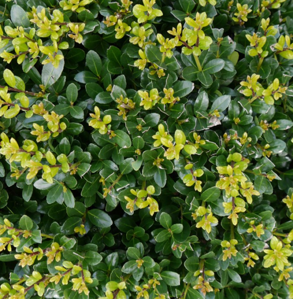 Ilex maximowicziana var.kanehirae , Ilex Impala