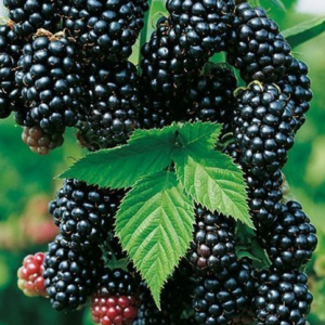 Rubus fruticosus 'Black Satin' , Fekete szeder