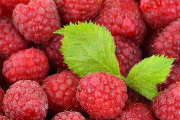 Rubus idaeus ’Schönemann’ , Málna