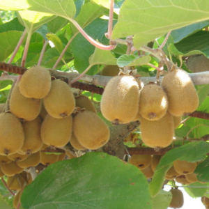 Actinidia deliciosa 'Jenny' - Öntermékeny kivi