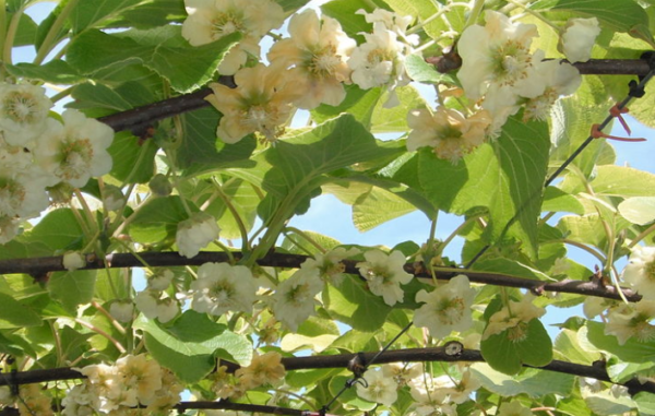 Actinidia deliciosa 'Jenny' - Öntermékeny kivi - Image 5