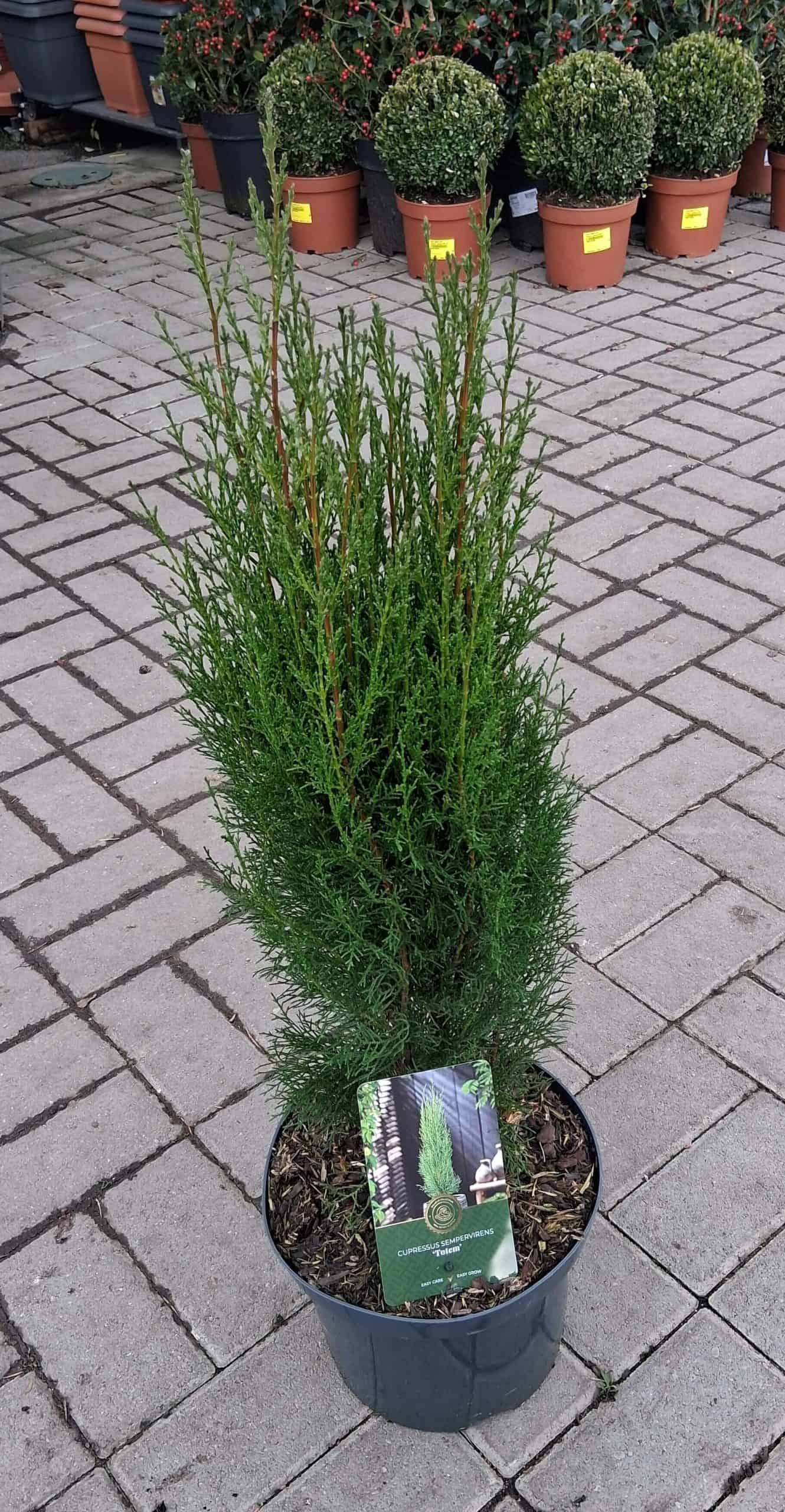 Cupressus sempervirens 'Totem' - Európai ciprus - Image 6