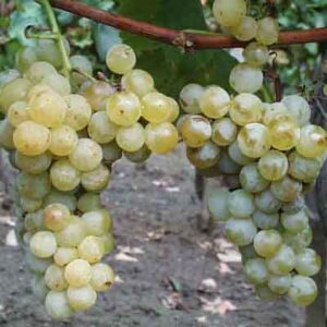 Konténeres szőlő oltványok Ottonel muskotály