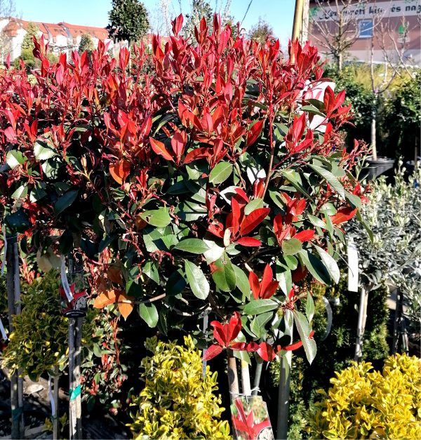 Photinia x fraseri 'Red Robin' - Törzsre oltott korallberkenye