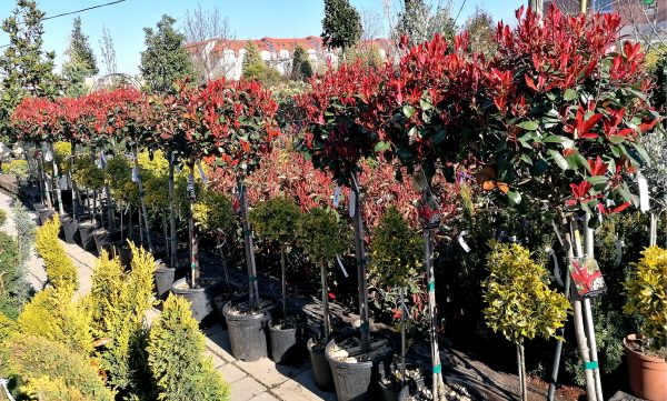 Photinia fraseri 'Red Robin' - Törzses korallberkenye - Image 2