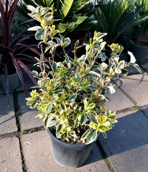Tarka japán kecskerágó-Euonymus japonicus 'Bravo'