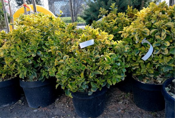 Euonymus japonicus 'Aurea' - Sárgatarka kecskerágó - Image 2