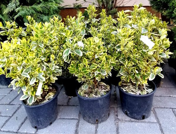 Tarka japán kecskerágó-Euonymus japonicus 'Bravo' - Image 2