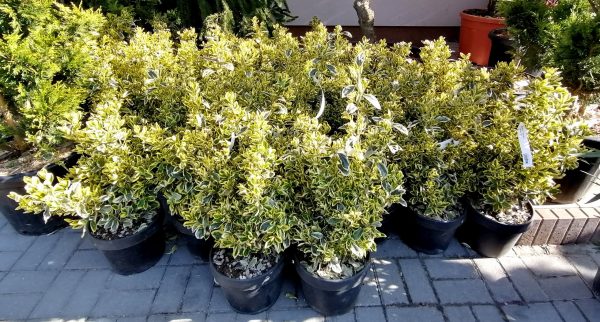 Tarka japán kecskerágó-Euonymus japonicus 'Bravo' - Image 3