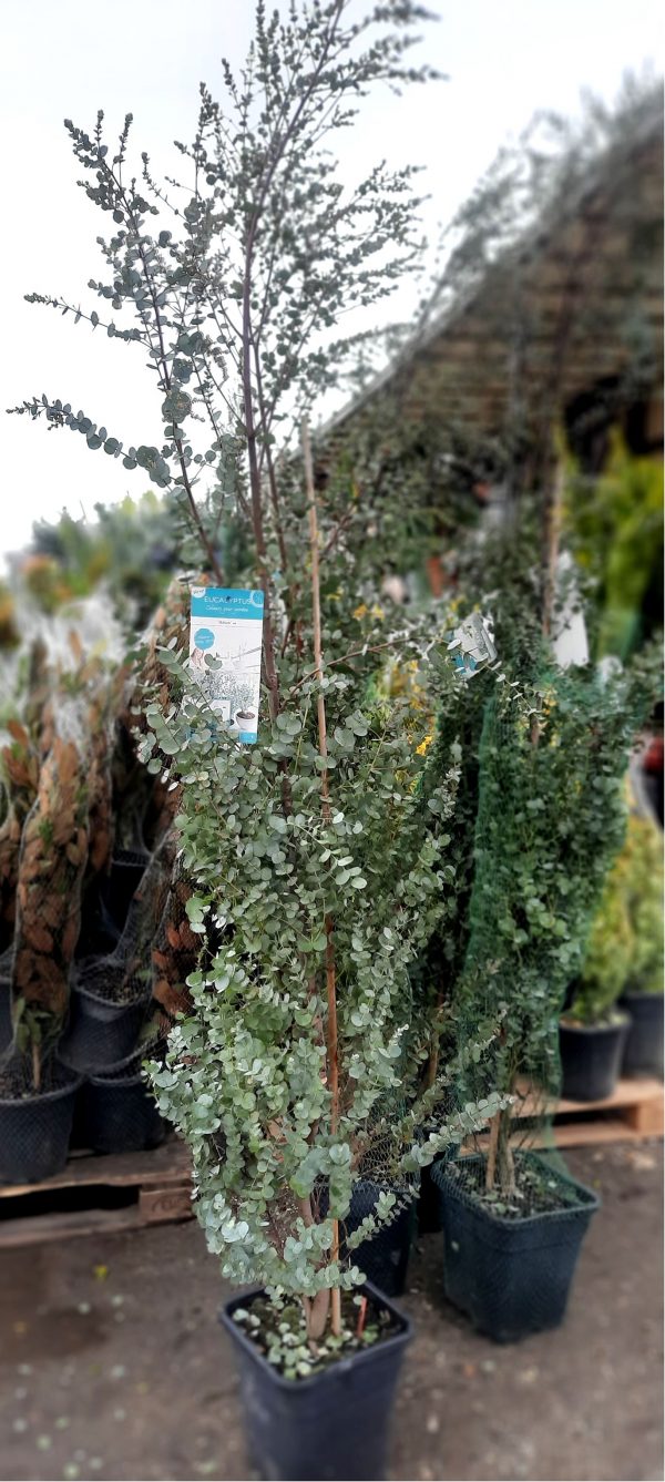 Eukaliptusz- Eucalyptus gunnii 'Baby Blue'