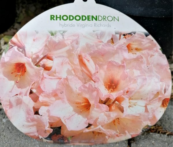 Rhododendron 'Virginia Richards' kb. 35-45 cm teljes magasság