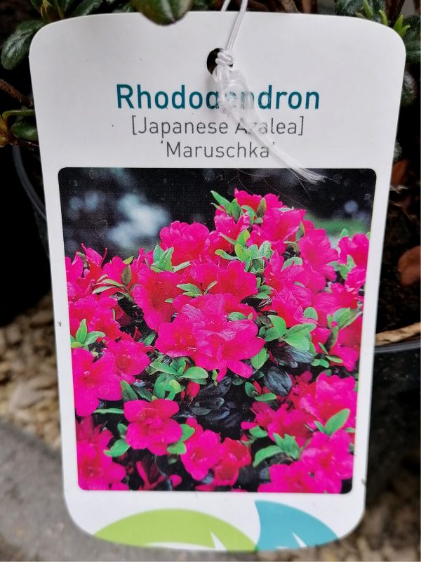 Azalea japonica 'Maruschka' kb. 50-60 cm teljes magassága
