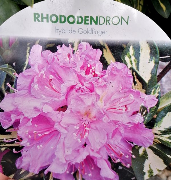 Rhododendron 'Goldfinger' kb. 25-30 cm teljes magasság