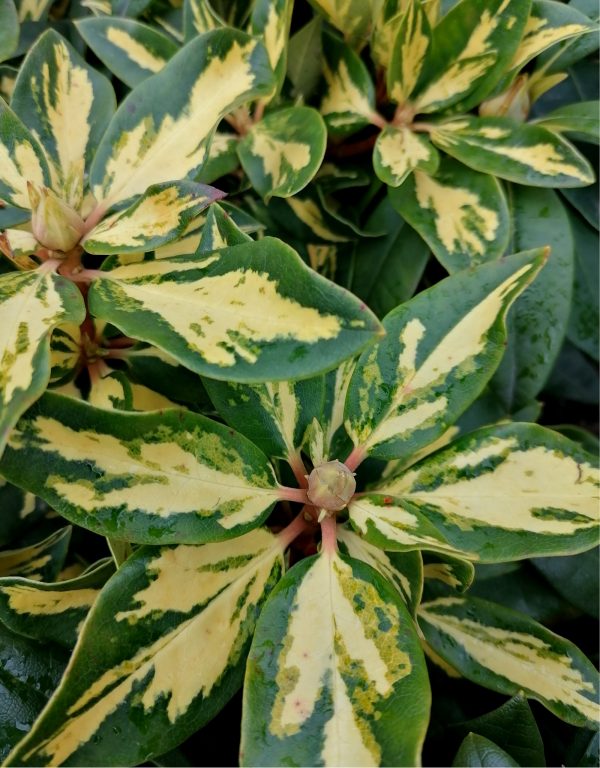 Rhododendron 'Goldfinger' kb. 25-30 cm teljes magasság - Image 3