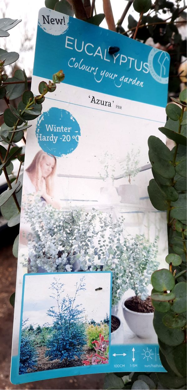 Eukaliptusz- Eucalyptus gunnii 'Baby Blue' - Image 4