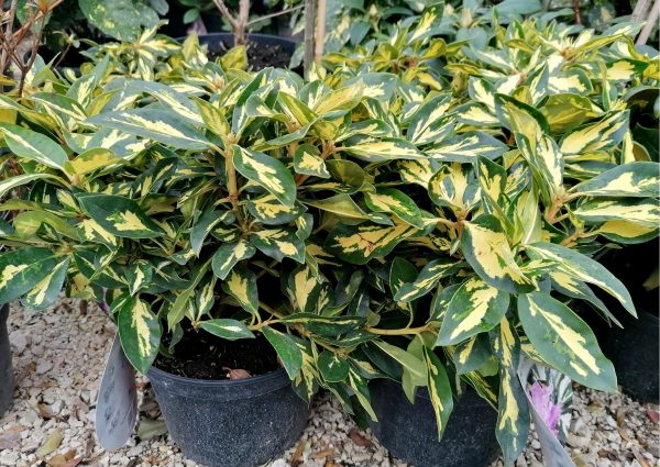 Rhododendron 'Goldfinger' kb. 25-30 cm teljes magasság - Image 4