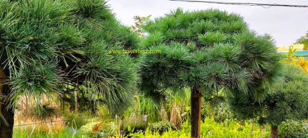 Pinus strobus 'Breviflora' - Törpe fenyő 175 cm magas