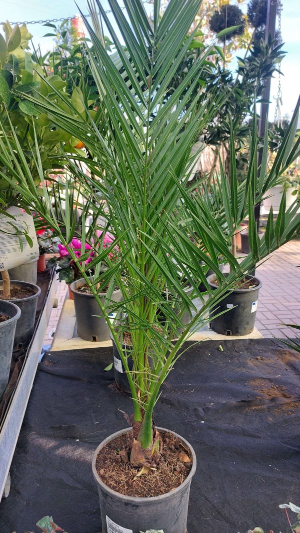 Datolyapálma, főnixpálma (Phoenix canariensis) kb. 60/80 cm