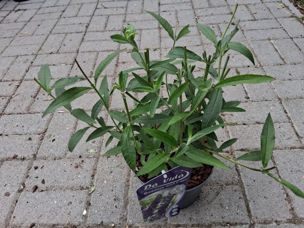 Buddleja davidii 'Black Knight' - Nyári orgona - Image 3