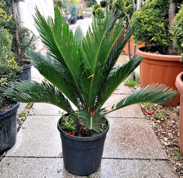 Cikász pálma (Cycas revoluta) kb. 50 cm - Image 4