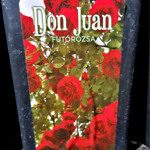 Futórózsa 'Don Juan ' mély piros virágzatú 3 L-es konténerben