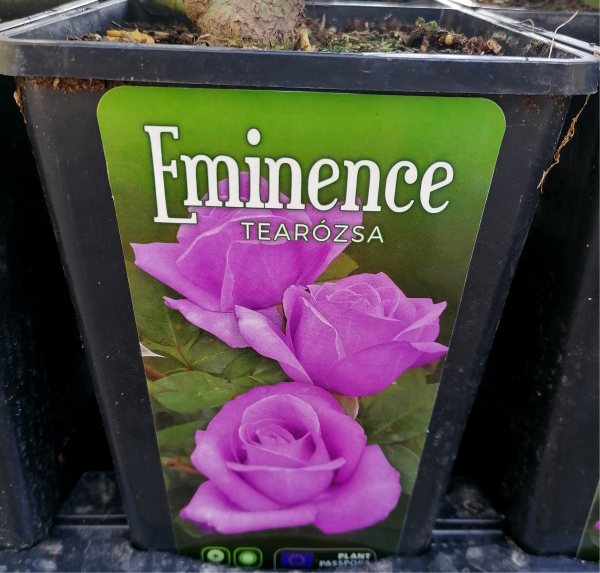 Rosa 'Eminence' - Tearózsa 