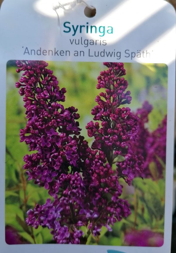 Syringa vulgaris 'Andenken Ludwig Spath' , törzses orgona