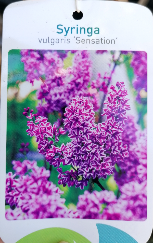 Syringa vulgaris 'Sensation' , törzses orgona