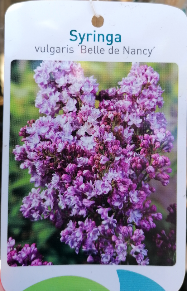 Syringa vulgaris 'Belle de Nancy' , Orgona kb. 175 cm teljes magassággal