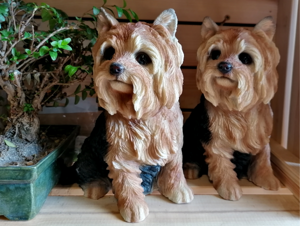 Yorkshire terrier kutyus 22 cm - Image 3