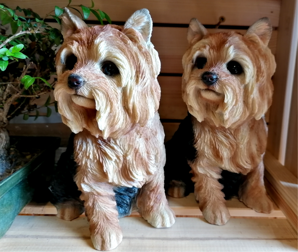 Yorkshire terrier kutyus 22 cm - Image 4
