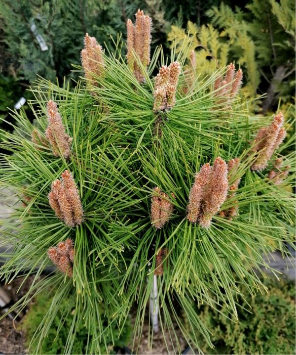 Pinus strobus 'Breviflora' - Törpe fenyő 175 cm magas - Image 2