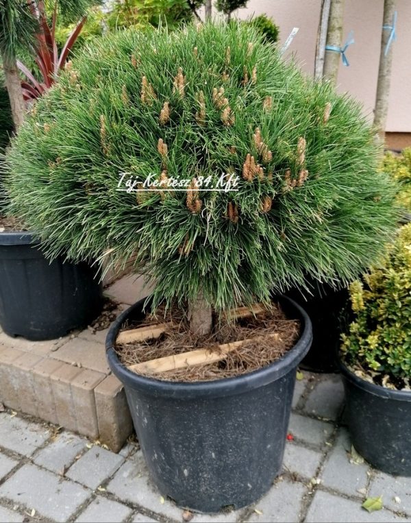 Pinus strobus 'Breviflora' - Törpe fenyő 60 cm magas