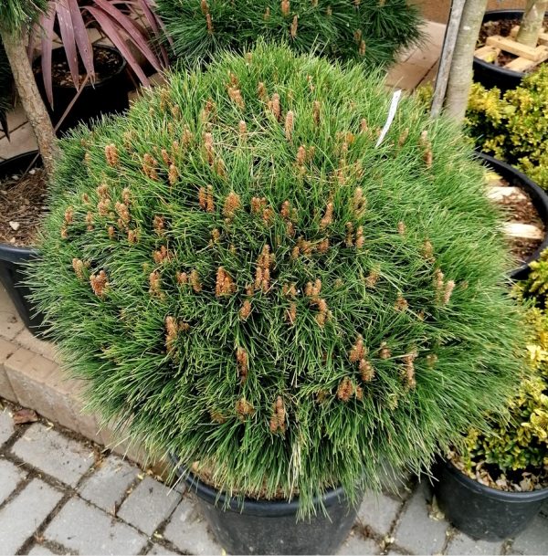 Pinus strobus 'Breviflora' - Törpe fenyő 60 cm magas - Image 2