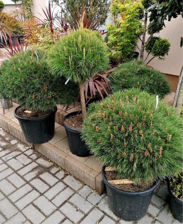 Pinus strobus 'Breviflora' - Törpe fenyő 60 cm magas - Image 3