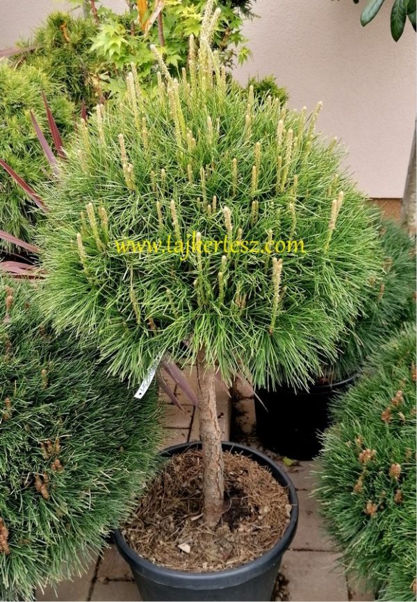 Pinus strobus 'Breviflora' - Törpe fenyő 100/120 cm magas