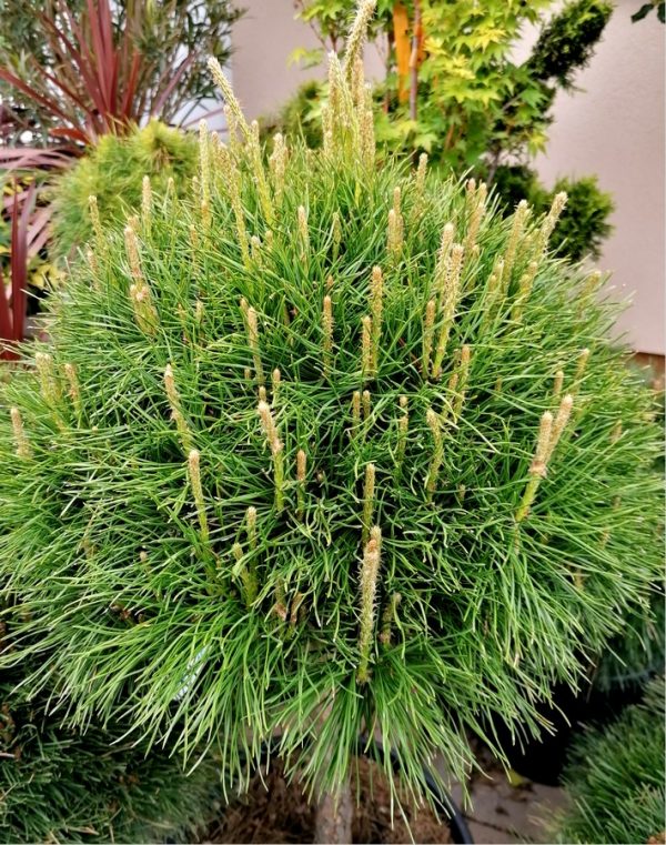 Pinus strobus 'Breviflora' - Törpe fenyő 100/120 cm magas - Image 2