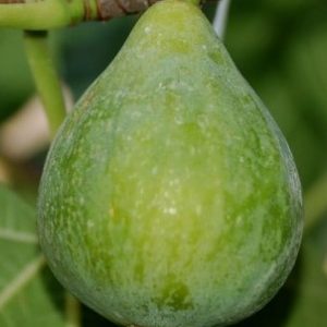 Ficus carica 'Verdino' - Füge