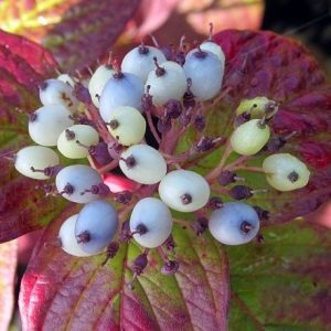 Cornus alba 'Sibirica' - Vörös vesszejű som