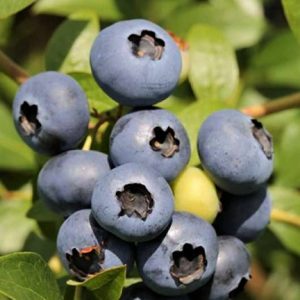 Vaccinium corymbosum 'Bluegold' - Nagytermésű kék áfonya